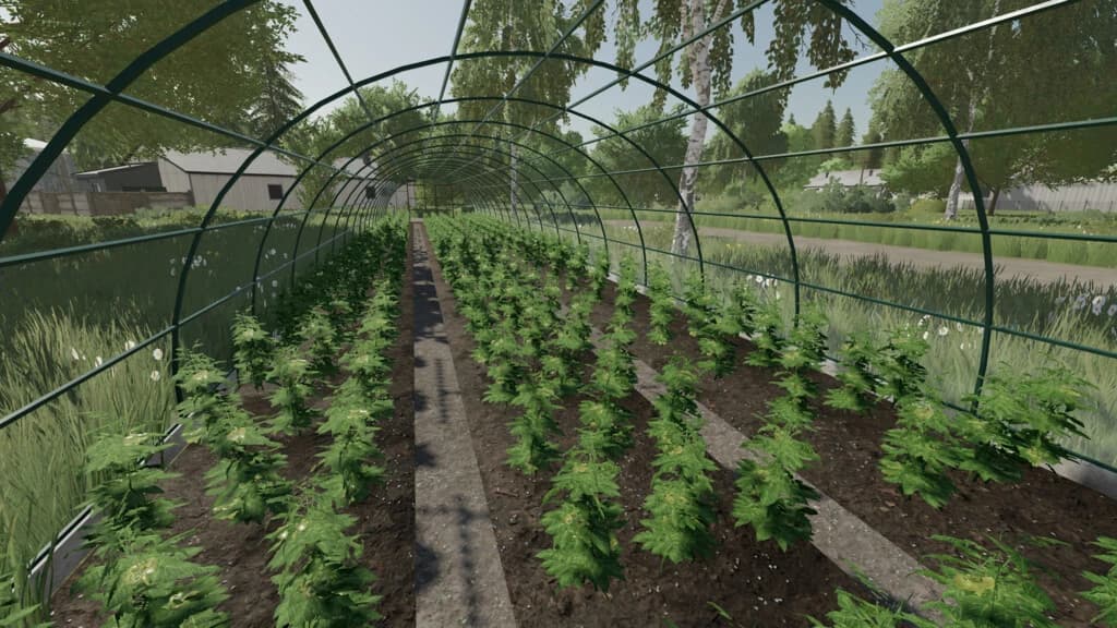 Greenhouse 5