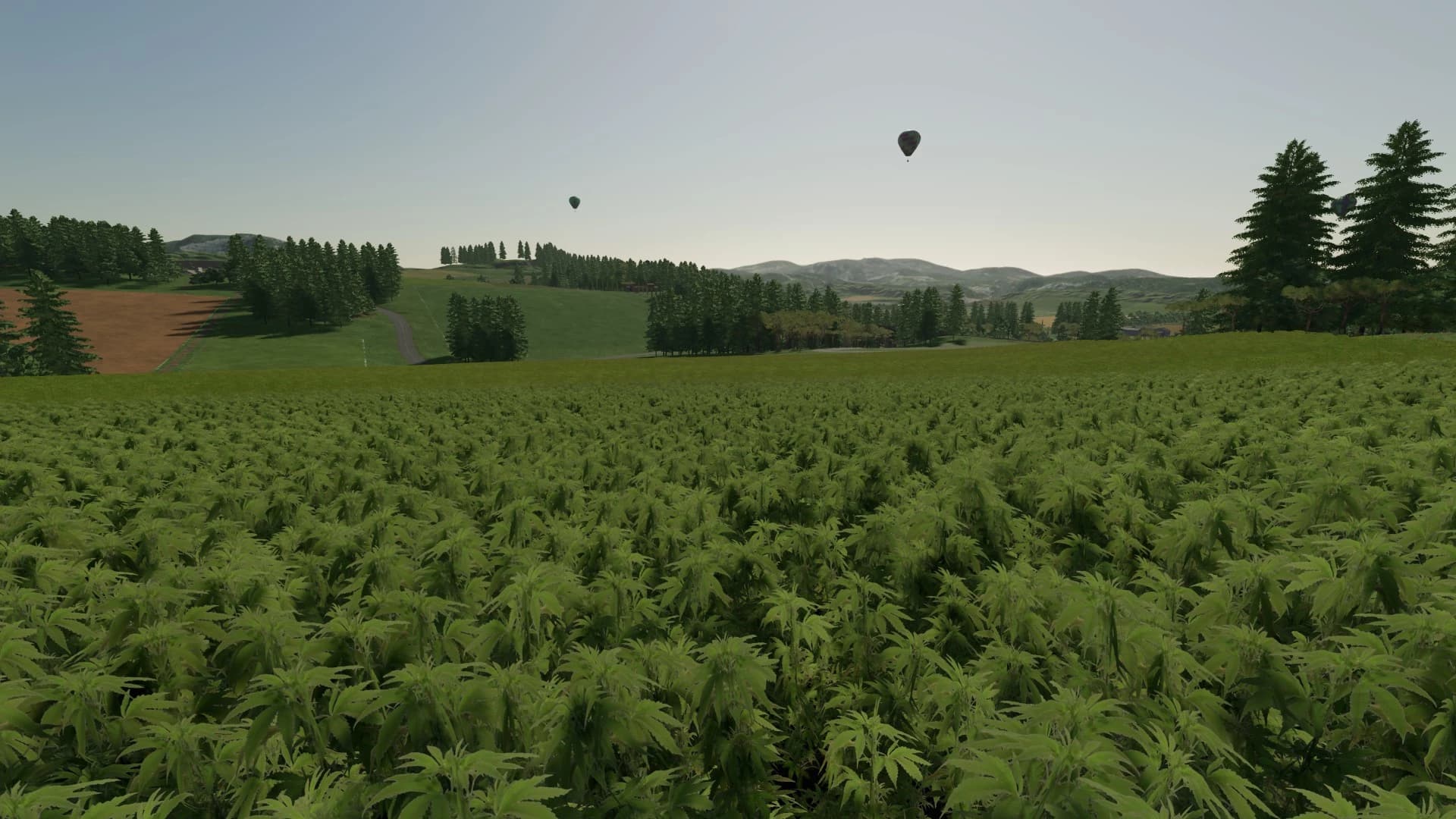 Hemp Beyleron 4