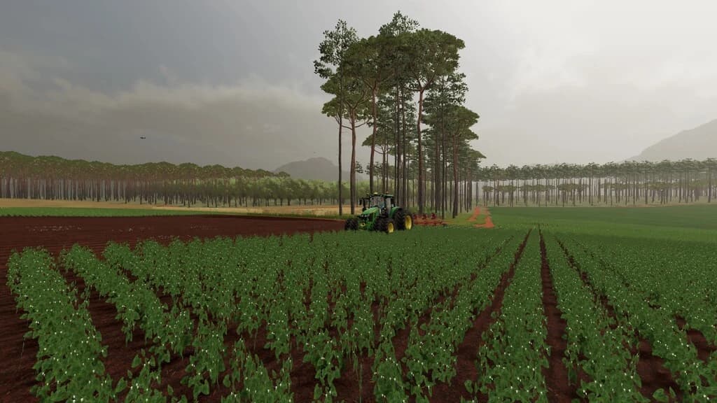 Junges Farm 6