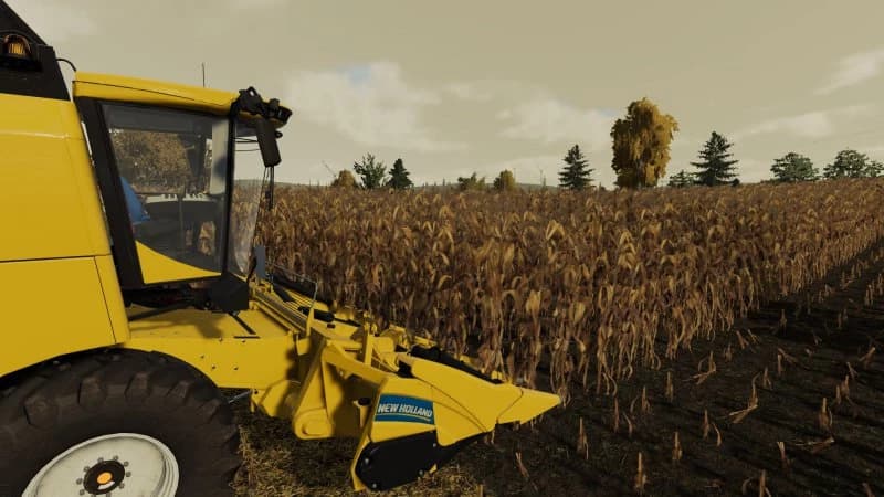 LOW GRAIN MAIZE 3