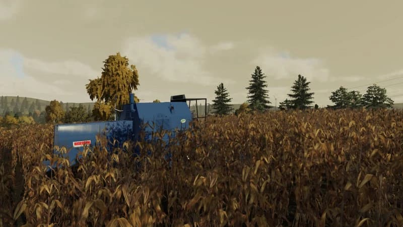 LOW GRAIN MAIZE 2