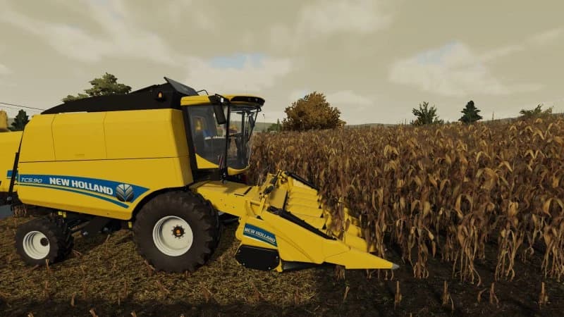 LOW GRAIN MAIZE