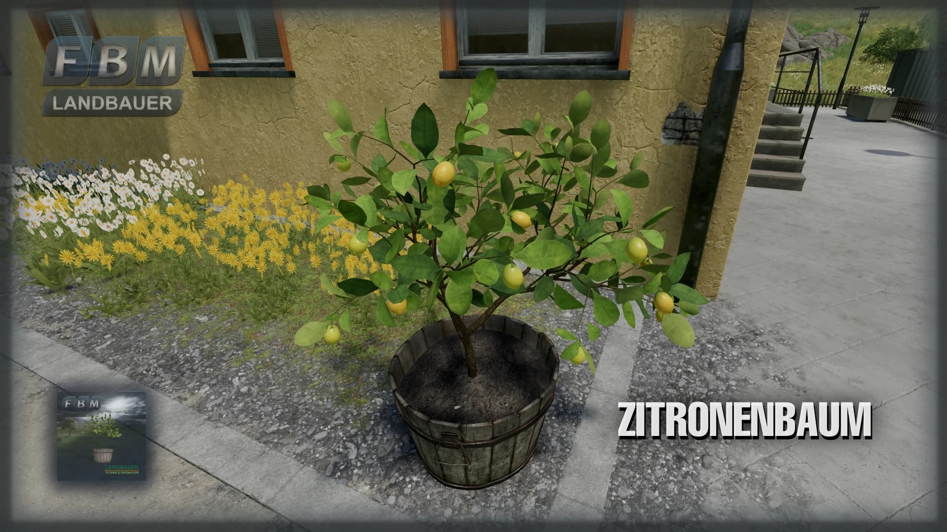 Lemon Tree 6