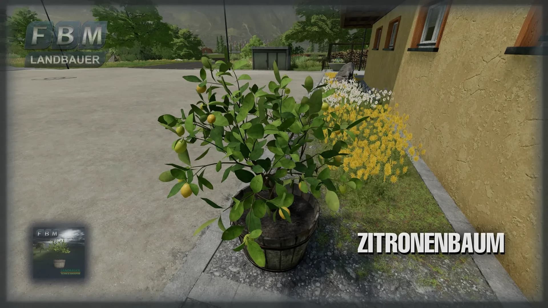 Lemon Tree 5