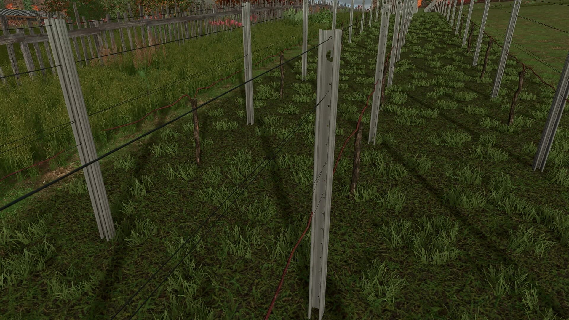 NEW VINEYARD STICKS 3