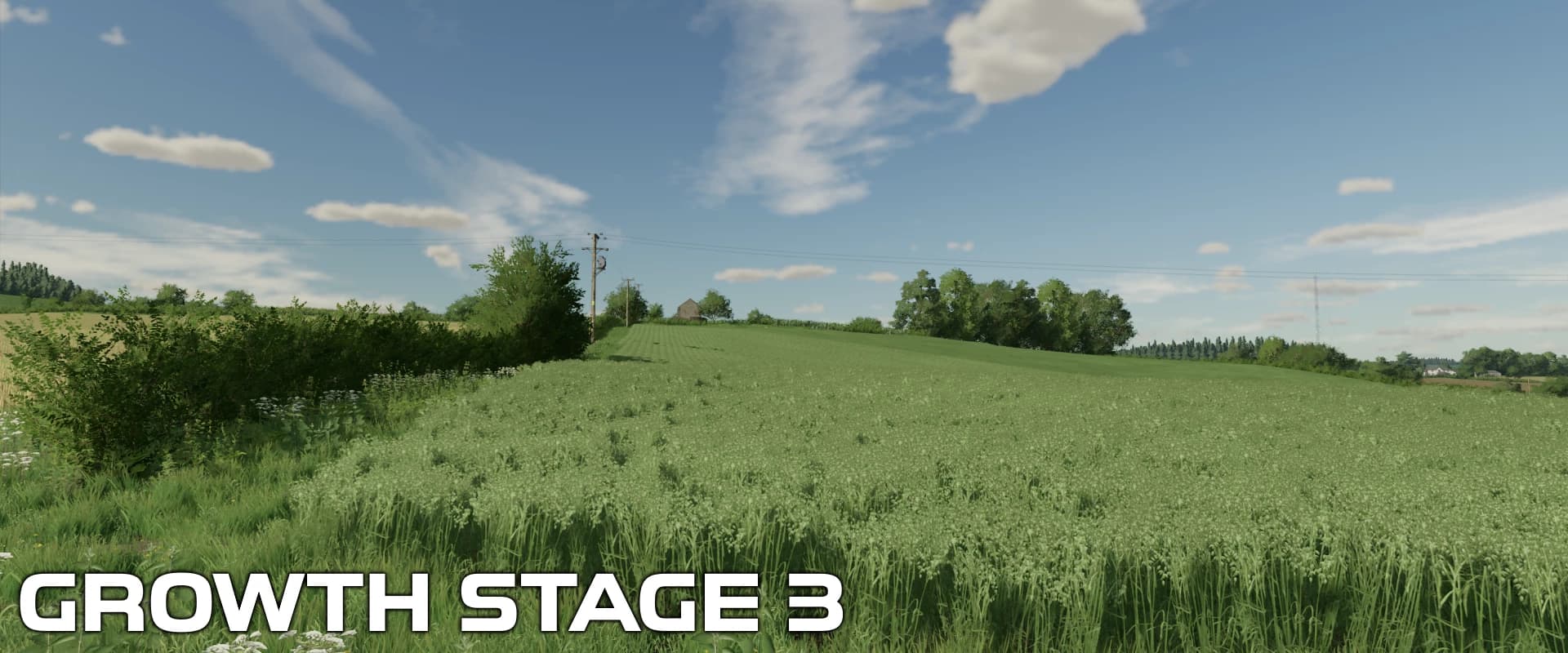 OAT CROP TEXTURES 4