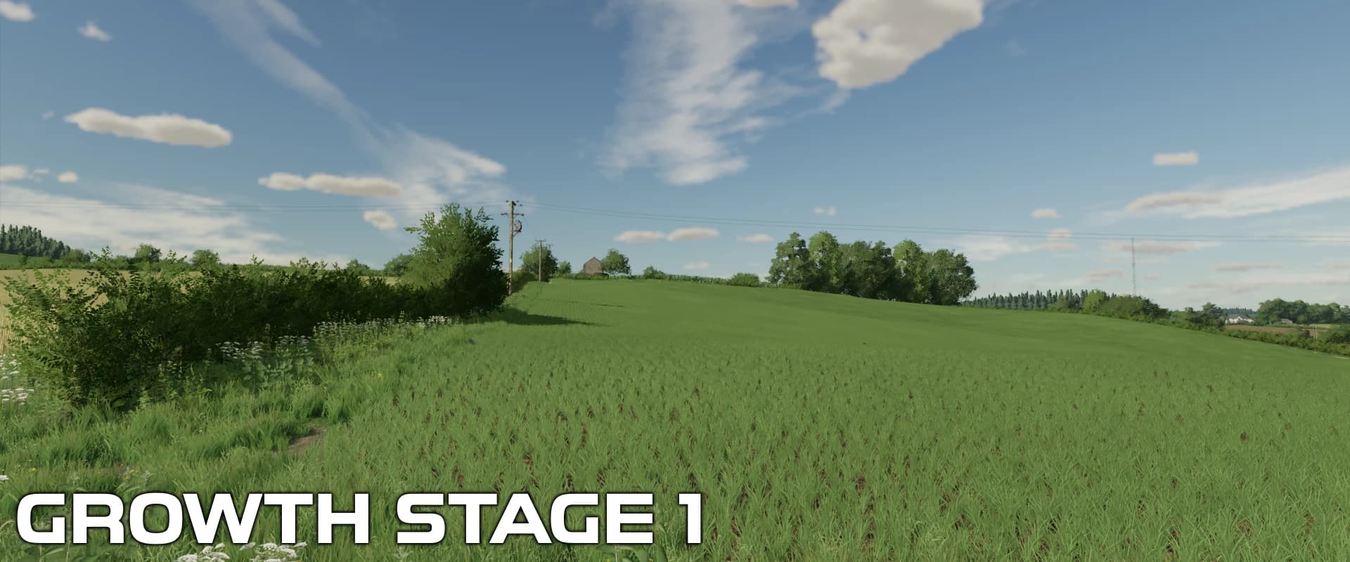 OAT CROP TEXTURES 3