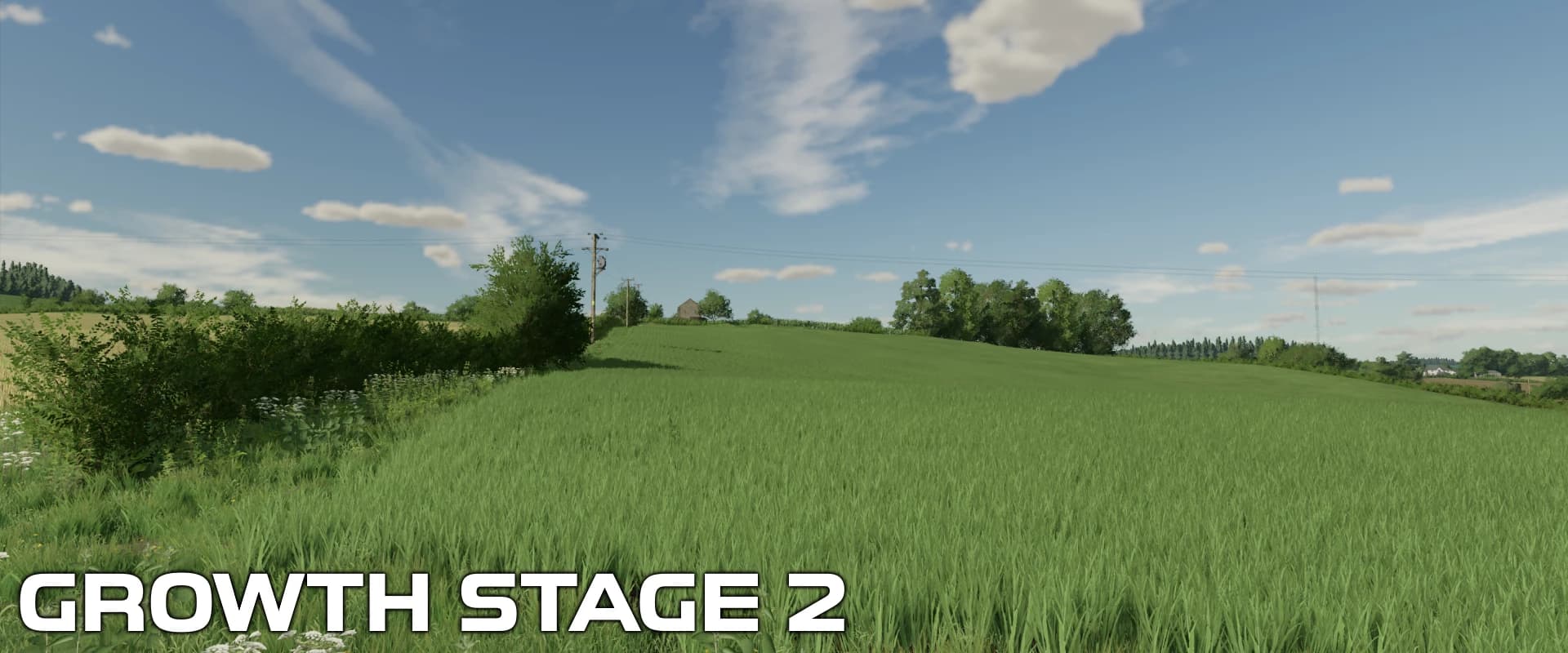OAT CROP TEXTURES