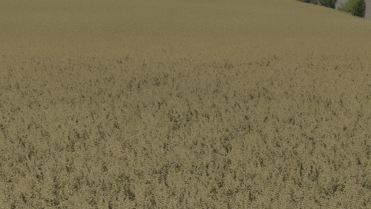 OAT TEXTURE 3
