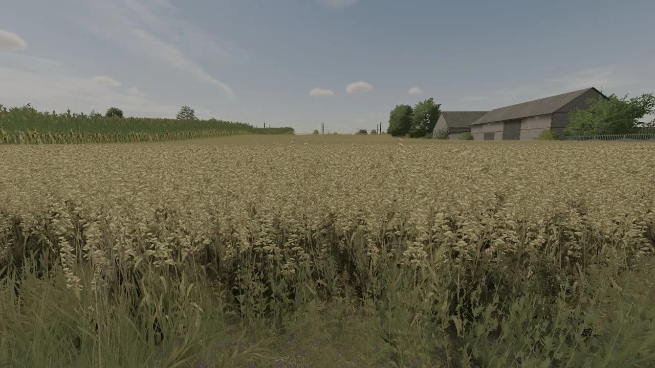 OAT TEXTURE 2