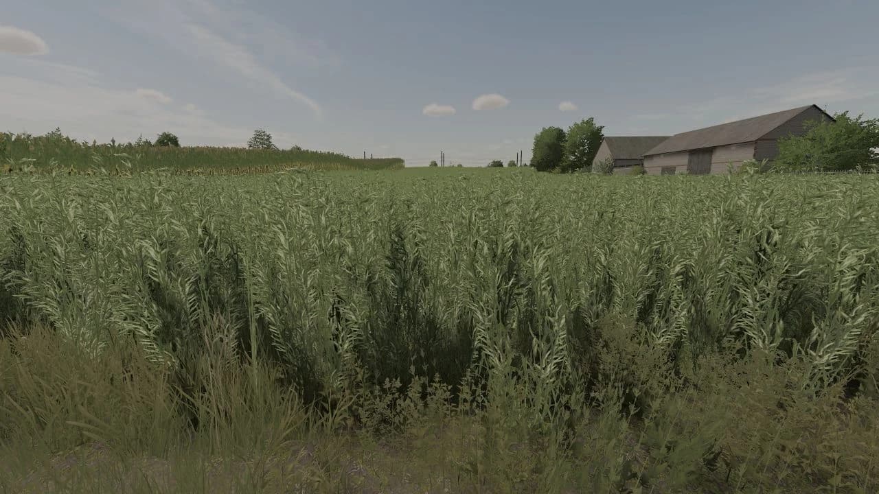 OAT TEXTURE