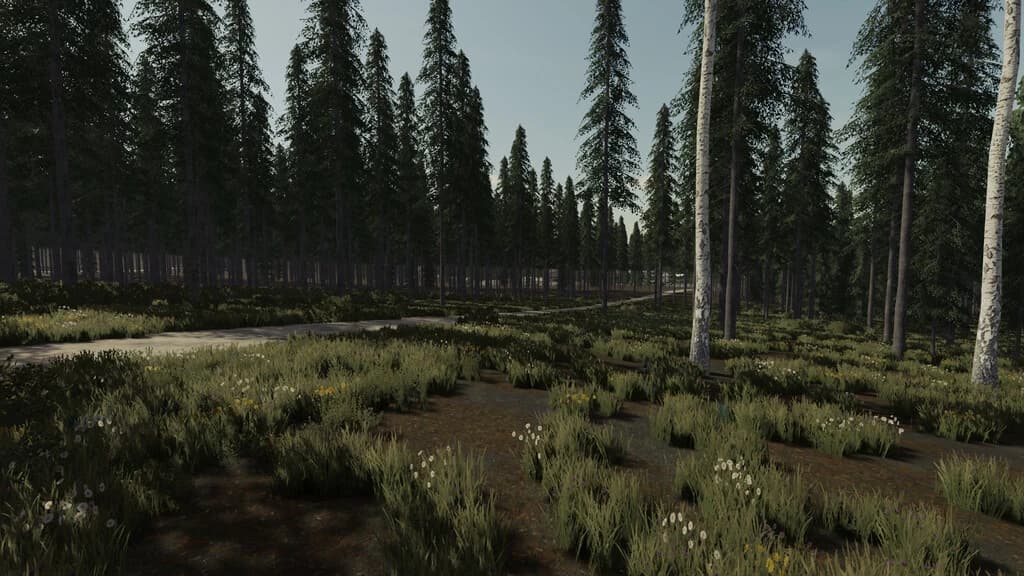 OCEAN SIDE FOREST 4
