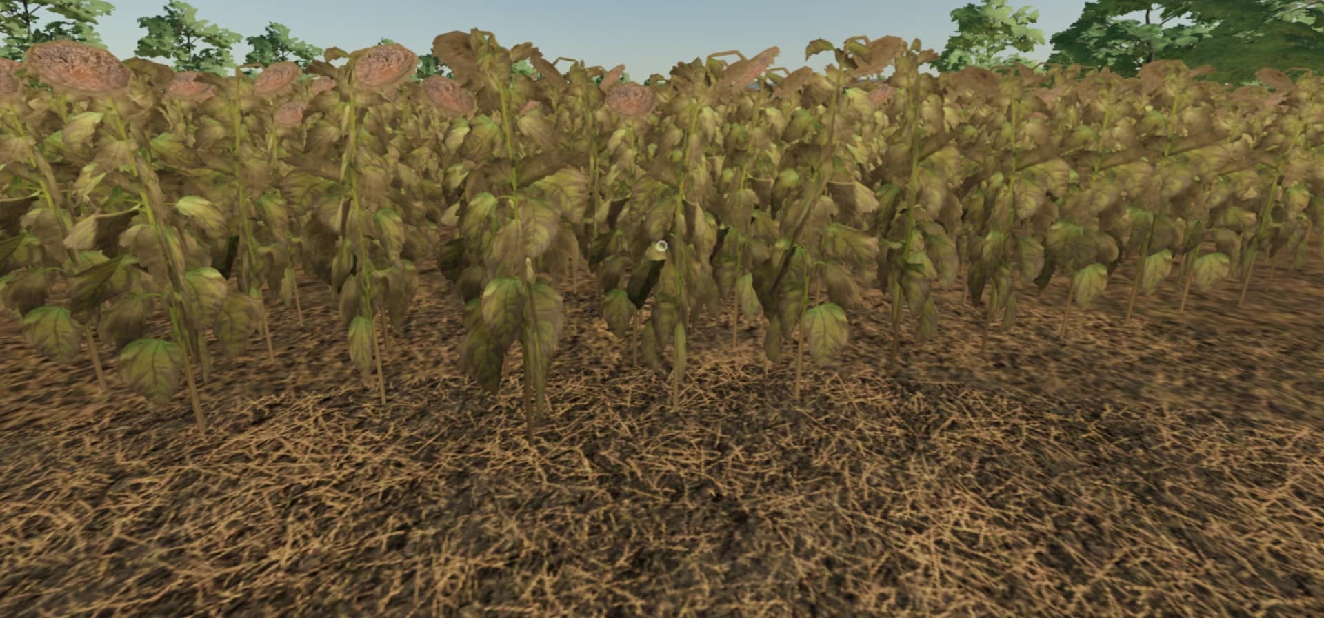 OLD FARM 3