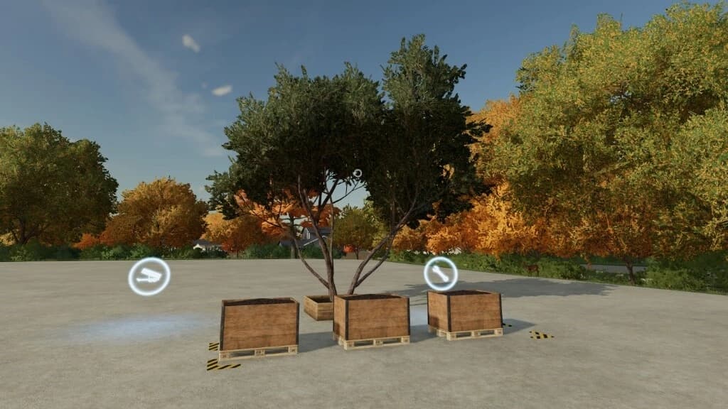 OLIVE TREE 5