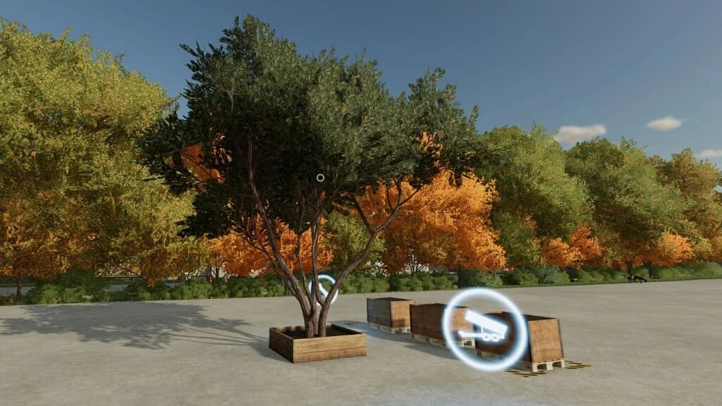 OLIVE TREE 2