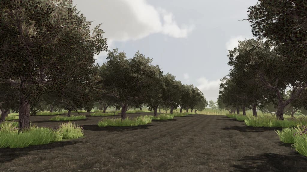 OLIVES + OLIVE PICKER 4