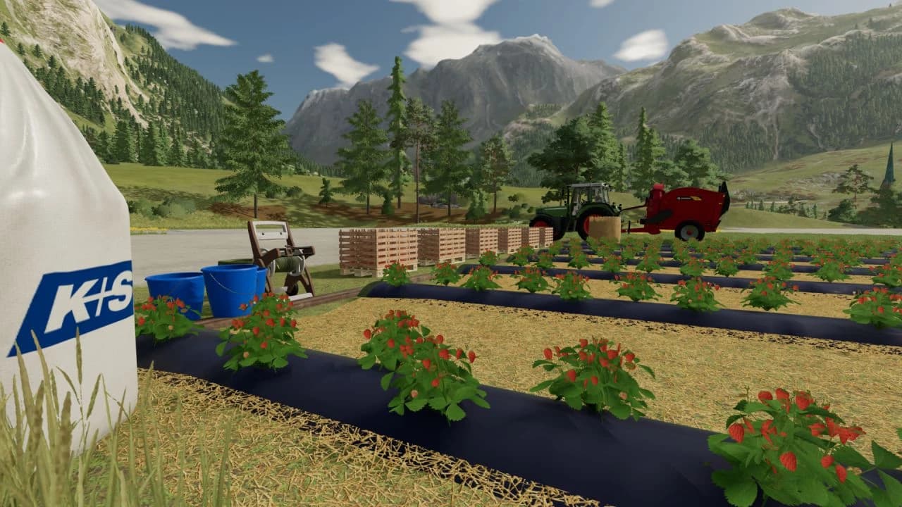 OPEN FIELD STRAWBERRIES 3