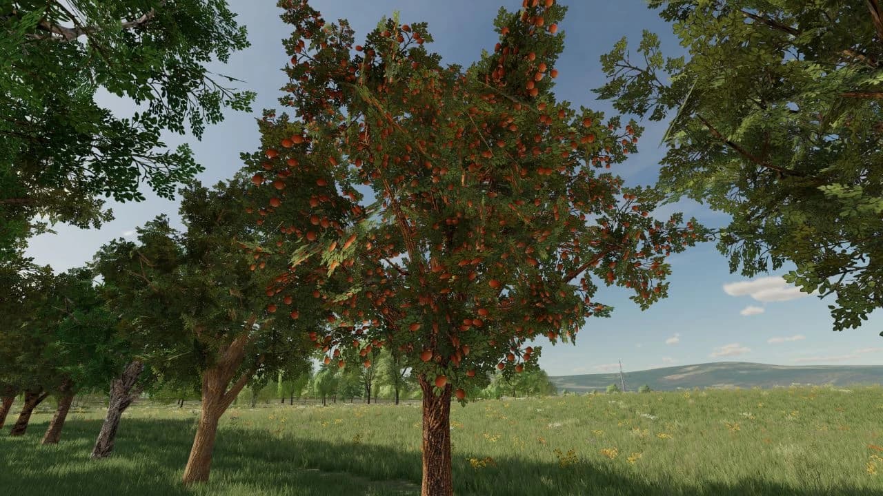 ORCHARDS FRUITS