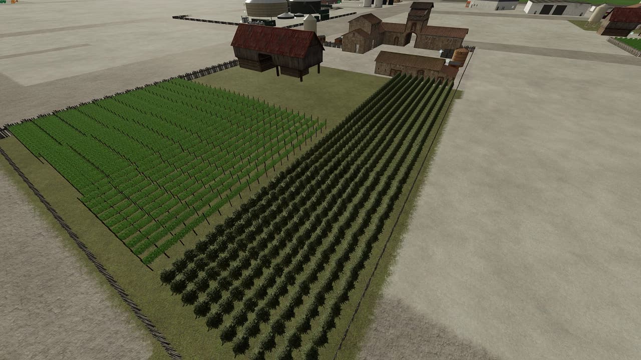 PLANTATION FOR GRAPE & OLIVE