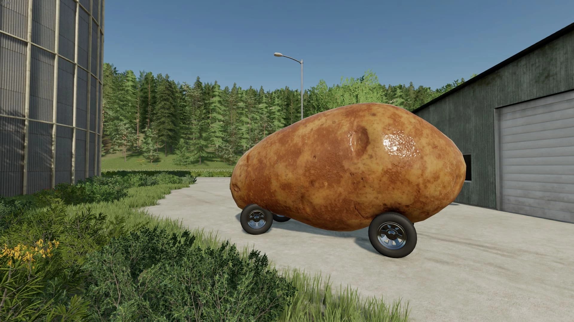 POTATO 5