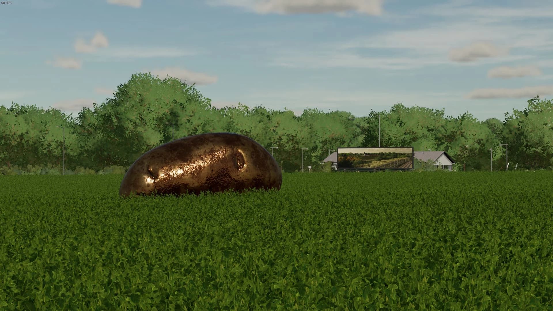 POTATO