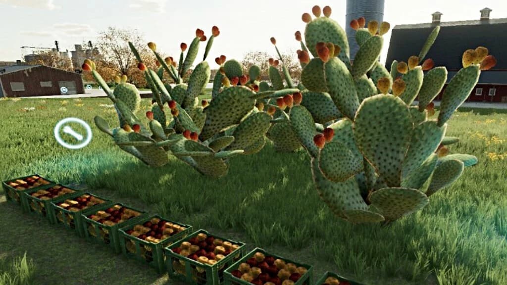 PRICKLY PEAR CACTUS 3