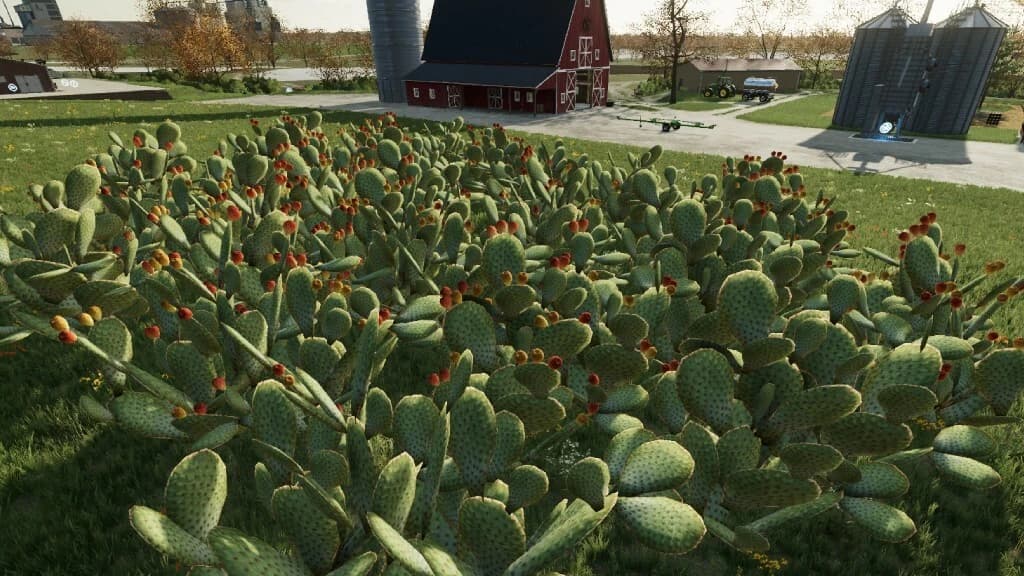 PRICKLY PEAR CACTUS 2
