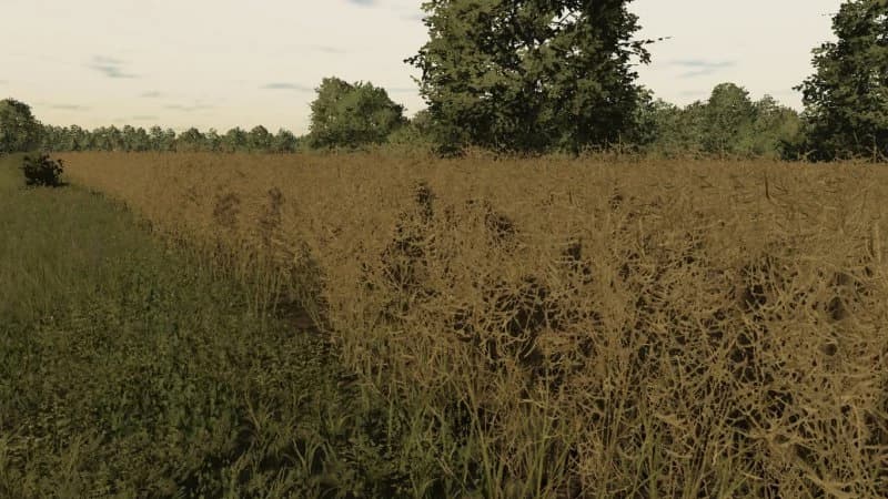 RAPESEED TEXTURE 3