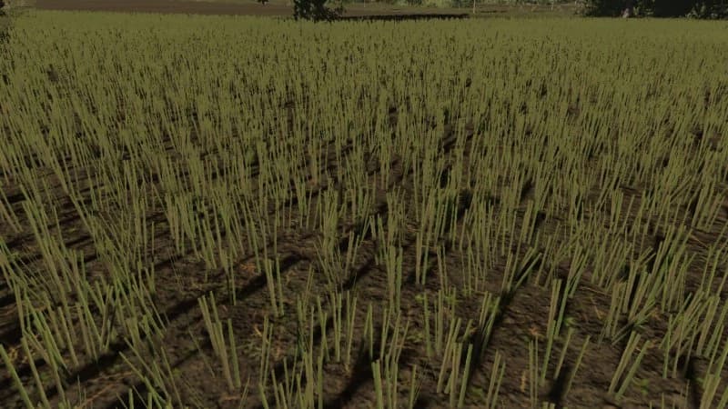 RAPESEED TEXTURE 2