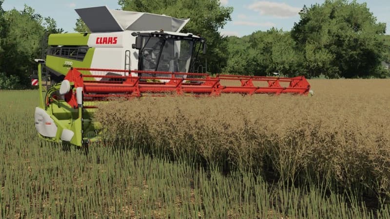 RAPESEED TEXTURE