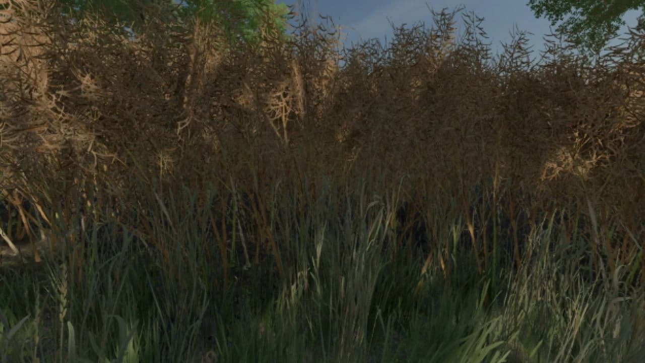 REALISTIC CANOLA GROWTH 2