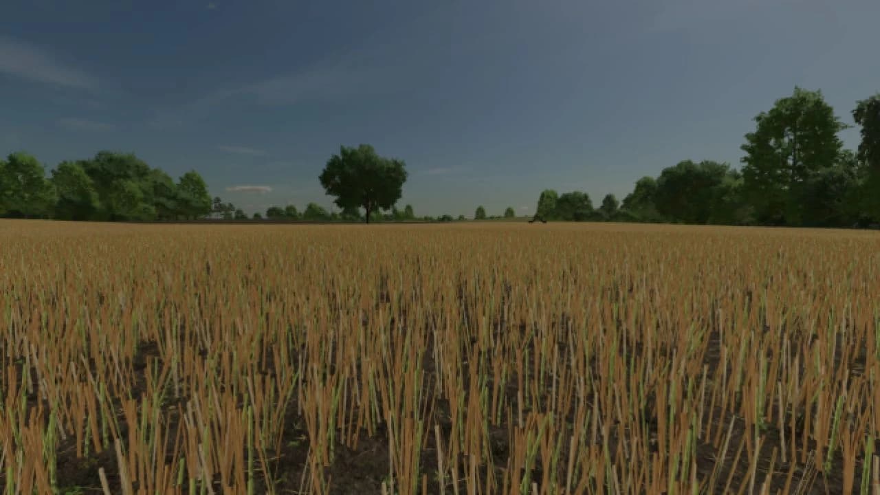 REALISTIC CANOLA GROWTH