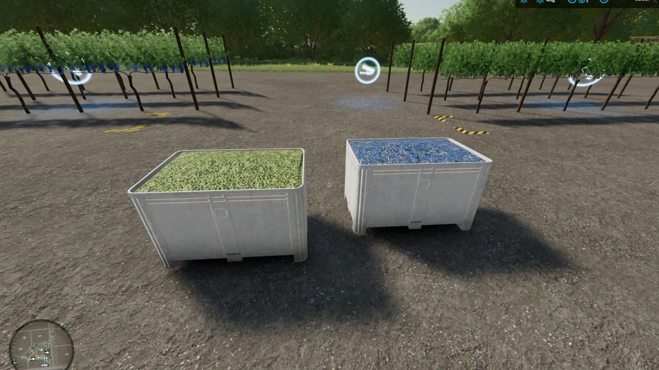 RED AND WHITE GRAPES ORCHARDS 3