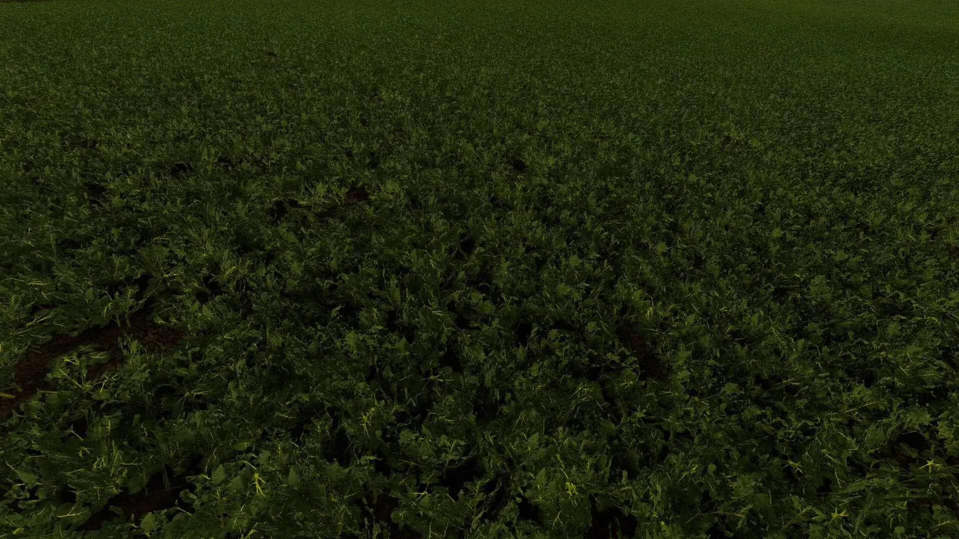 Raps Texture