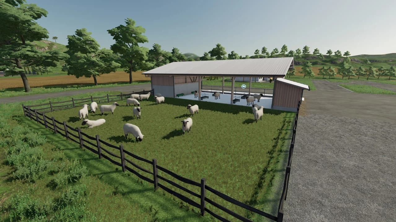 SC WHITE SHEEP 4