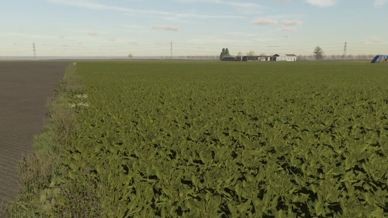 SUGAR BEET TEXTURES 5