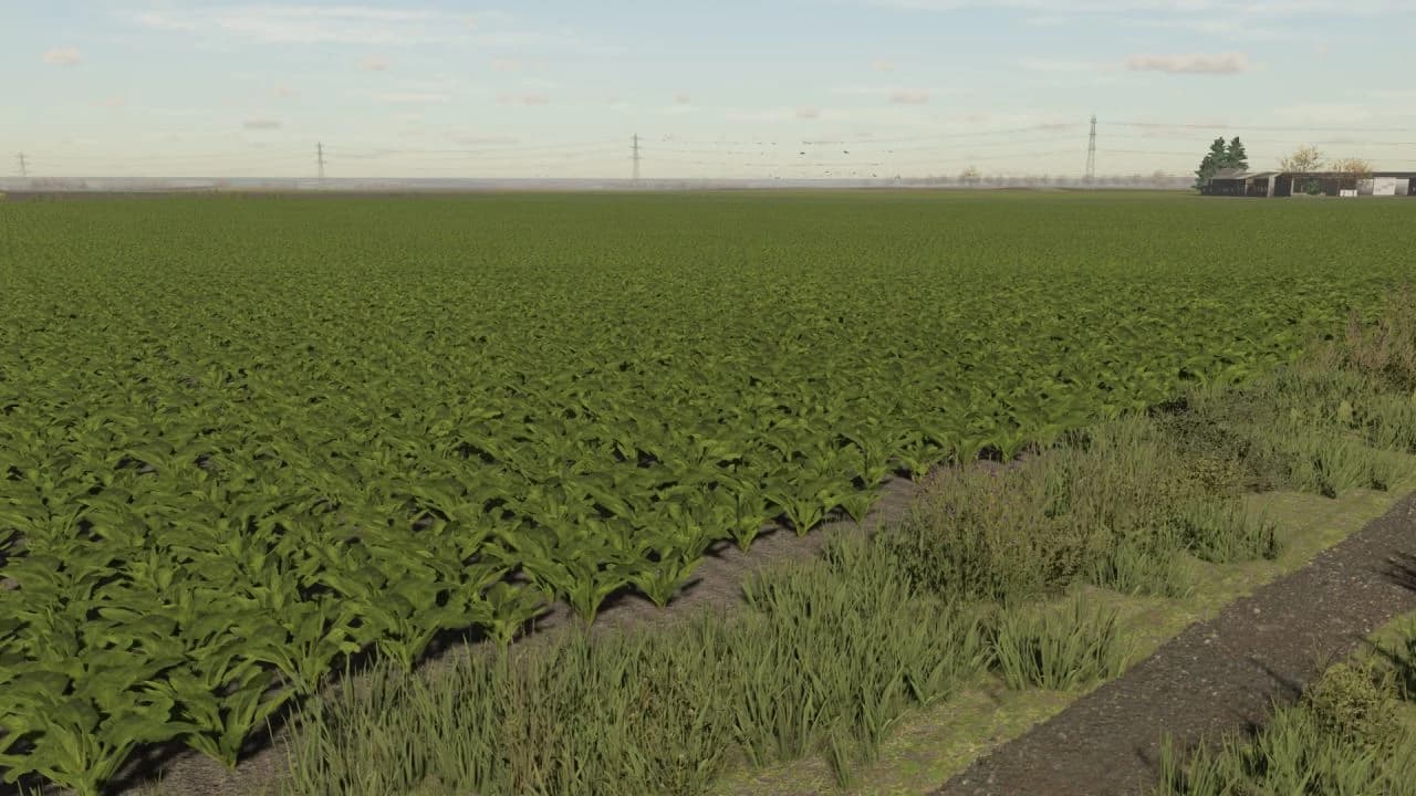 SUGAR BEET TEXTURES 4