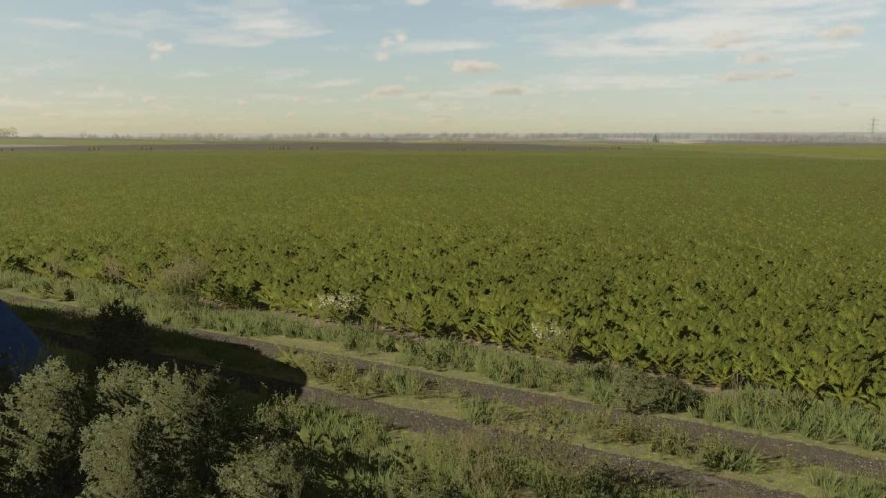 SUGAR BEET TEXTURES 3
