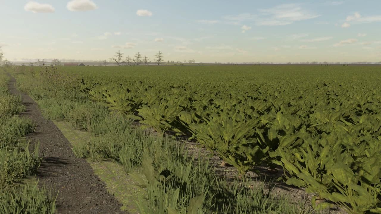 SUGAR BEET TEXTURES 2