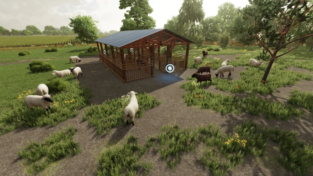 Sheep Shed 2