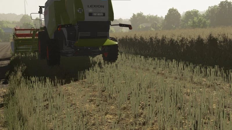 TEXTURES OF CANOLA 2