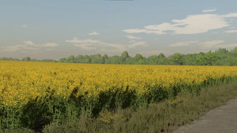 TEXTURES OF CANOLA 2