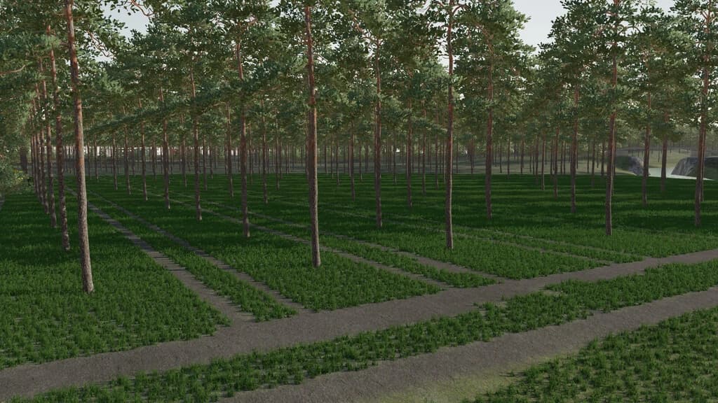 THE PLANTATION 5