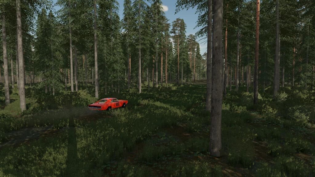 THE RAINY WOODS 6