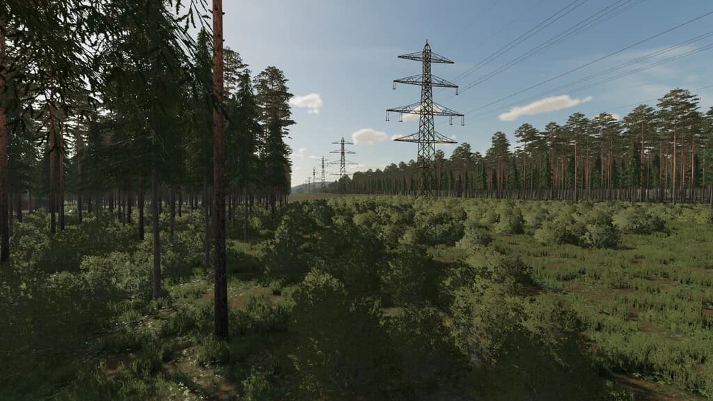 THE RAINY WOODS 2