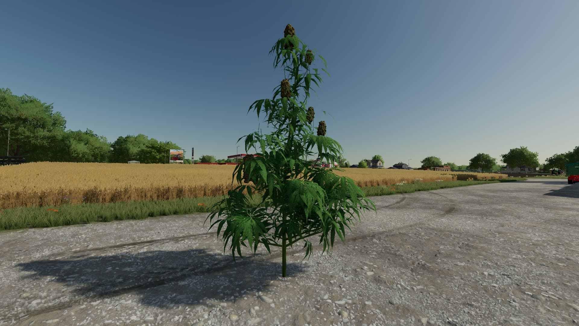 The Mother Plant 5