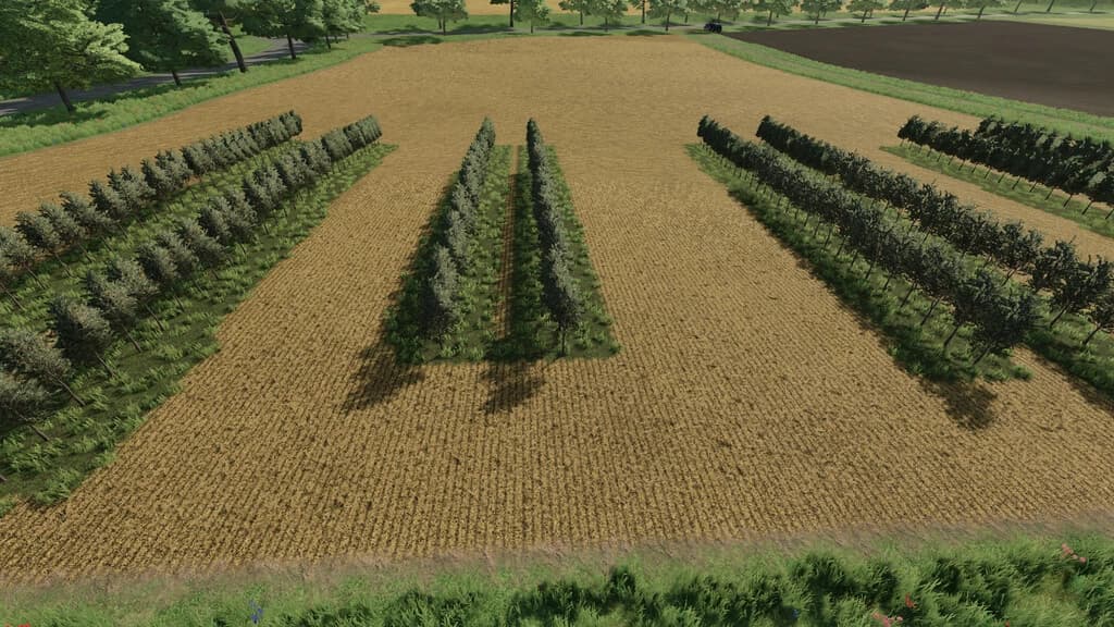 VARIABLE OLIVEVINE WIDTHS 4