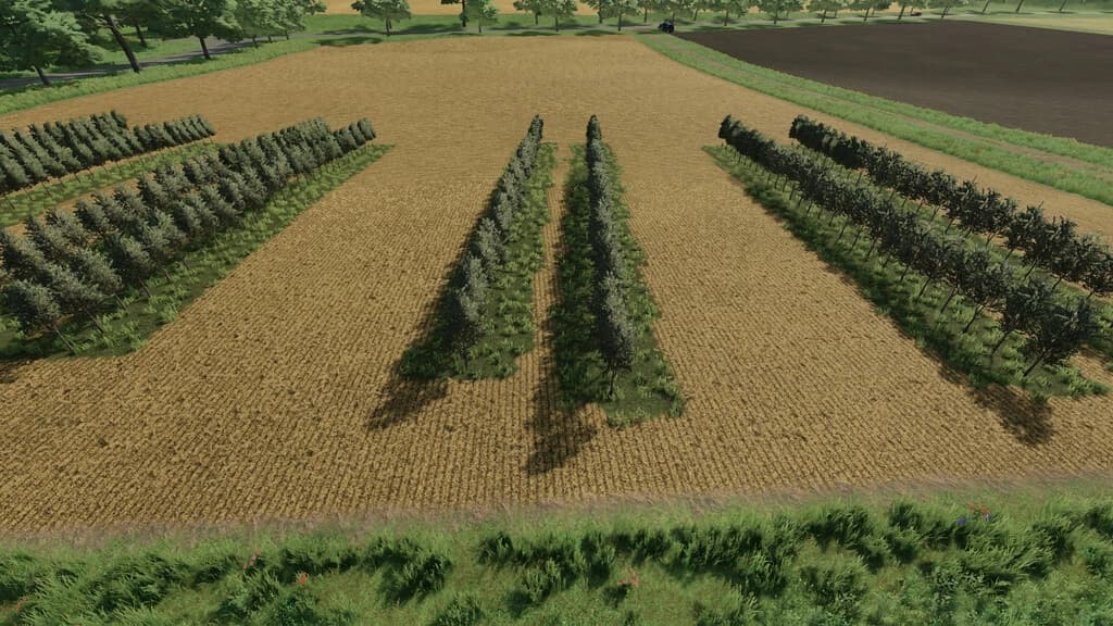 VARIABLE OLIVEVINE WIDTHS 3
