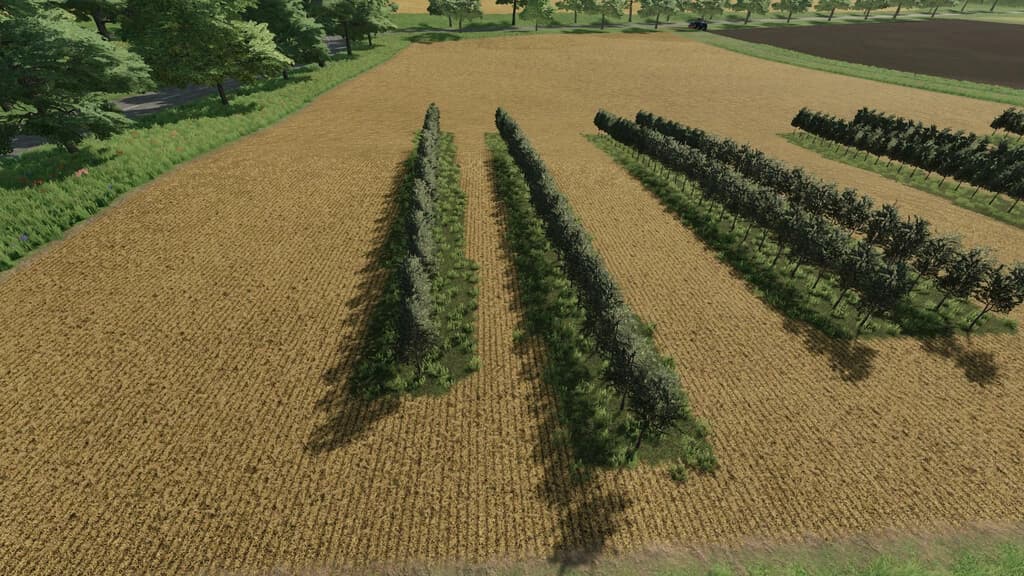 VARIABLE OLIVEVINE WIDTHS 2