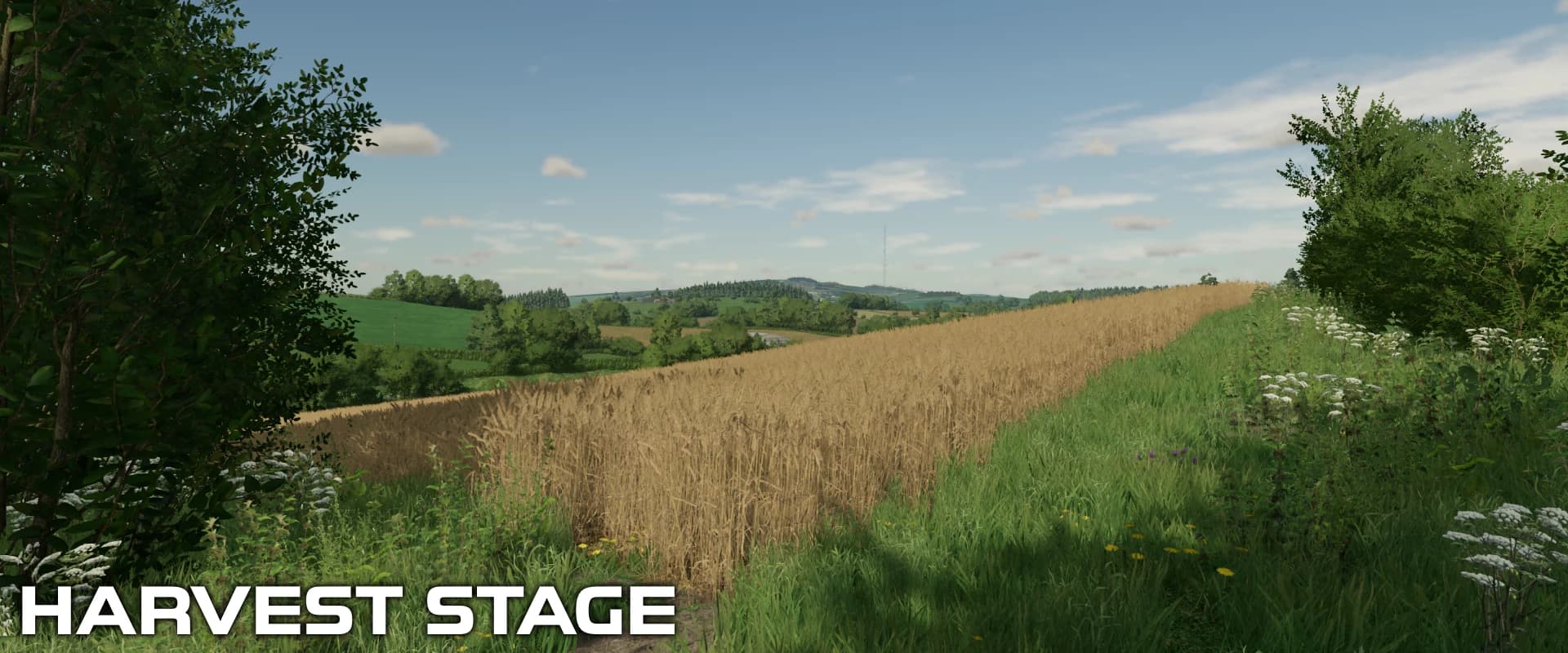 WHEAT CROP TEXTURES 5
